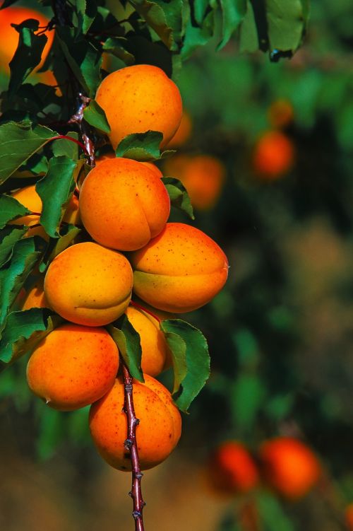 fruit leaf food