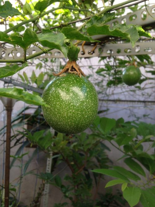 fruit food leaf