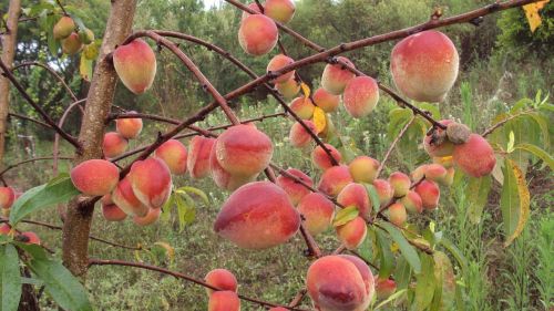 fruit tree nature