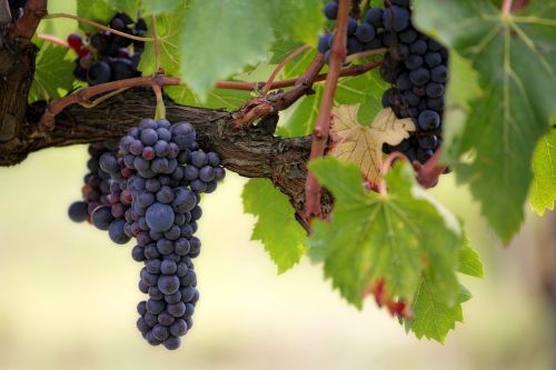 fruit climber wine