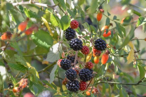 fruit berry nature