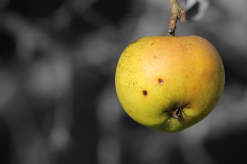 fruit food nature