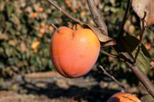 fruit tree nature