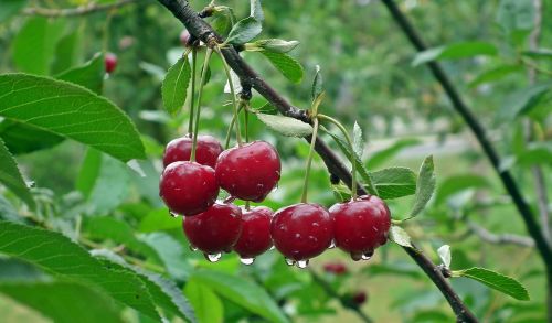 fruit cherries sprig