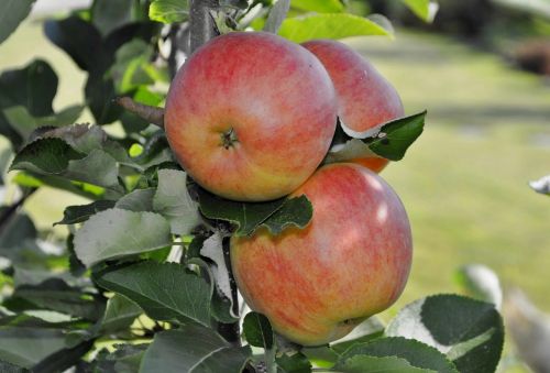 fruit nature eating