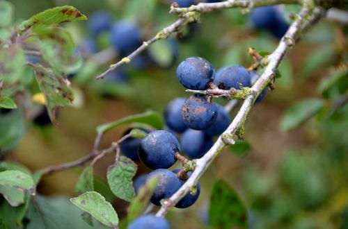 fruit nature plant