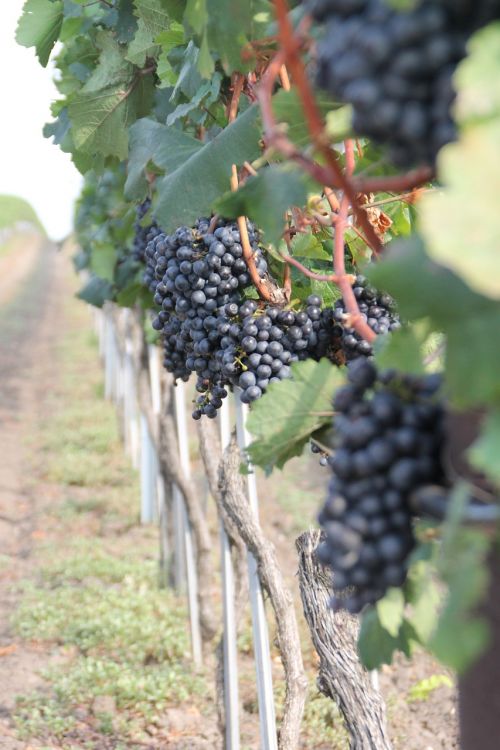 fruit climber vineyard