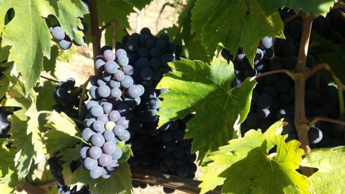 fruit vine wine