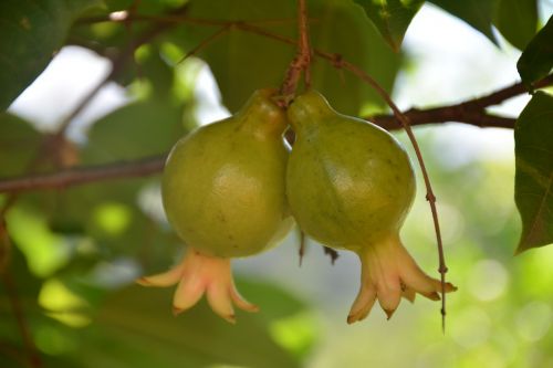 fruit nature leaf