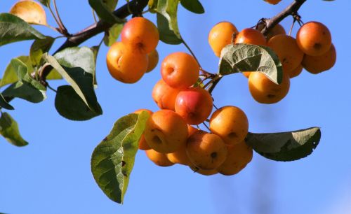 fruit nature branch