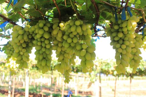 fruit cluster agriculture