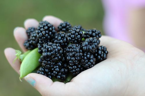 fruit food nature