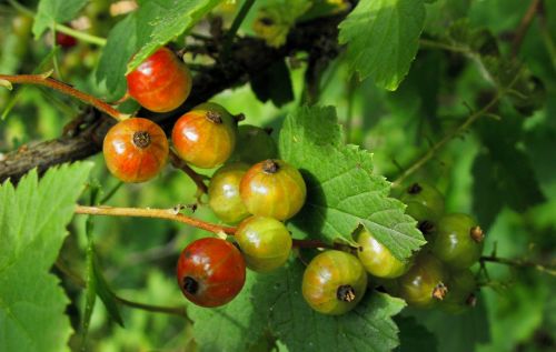 fruit leaf eating