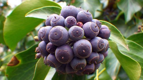 fruit  nature  leaf plants