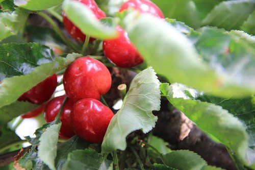 fruit  leaf  nature