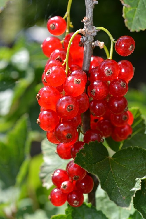 fruit  berry  healthy