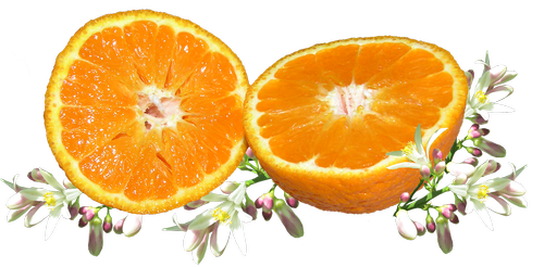 fruit  orange  blossom