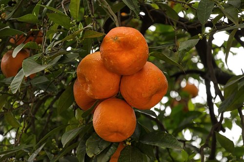 fruit  food  tree