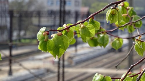 fruit  nature  tree