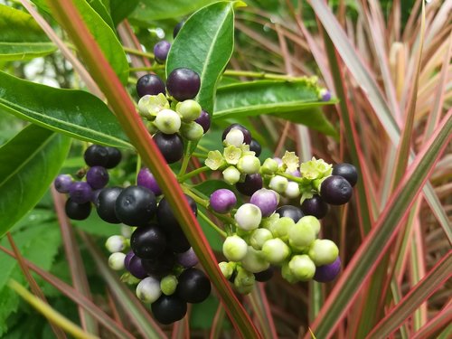 fruit  green  violet