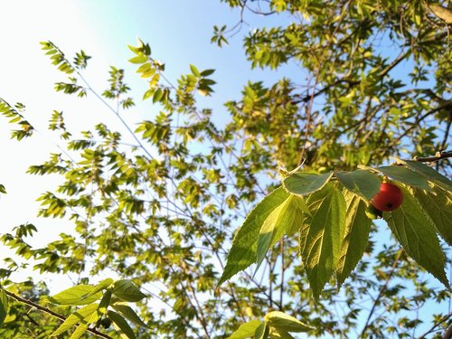 fruit  leaf  cloud