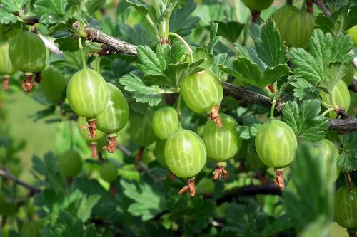 fruit  gooseberry  vitamins