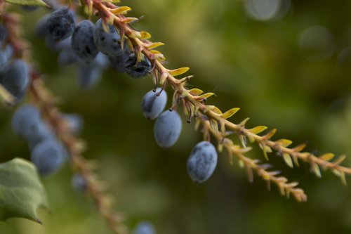 fruit  branch  nature