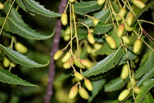 fruit  tree  nature