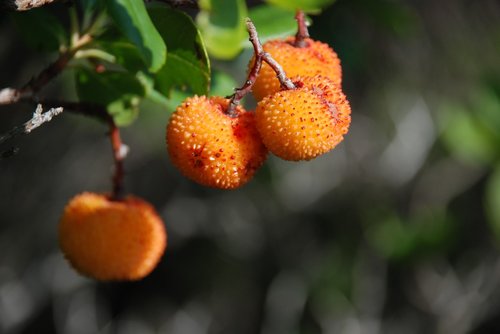 fruit  berry  nature