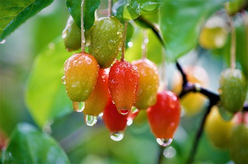 fruit  bodhi  bodhi fruit