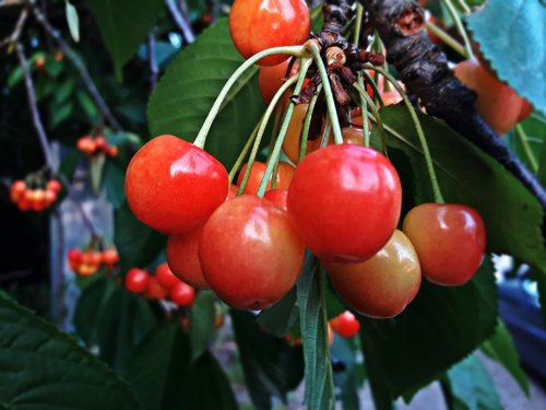 fruit  cherries  nature