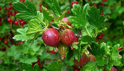 fruit  gooseberry  red