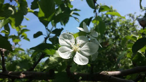 fruit  blossom  blooming