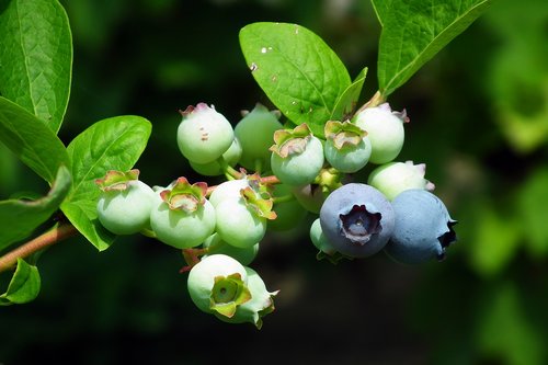 fruit  bilberry american  blue fruit