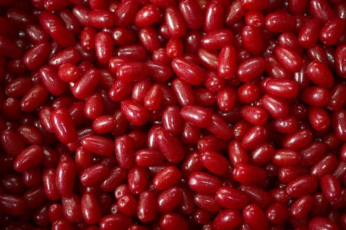 fruit  bodhi  red berries
