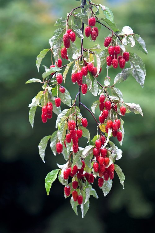 fruit  bodhi fruit  berries with