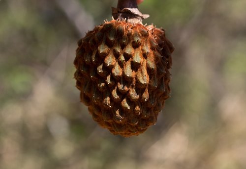 fruit  plant  nature