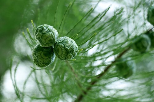 fruit  metasequoia  green