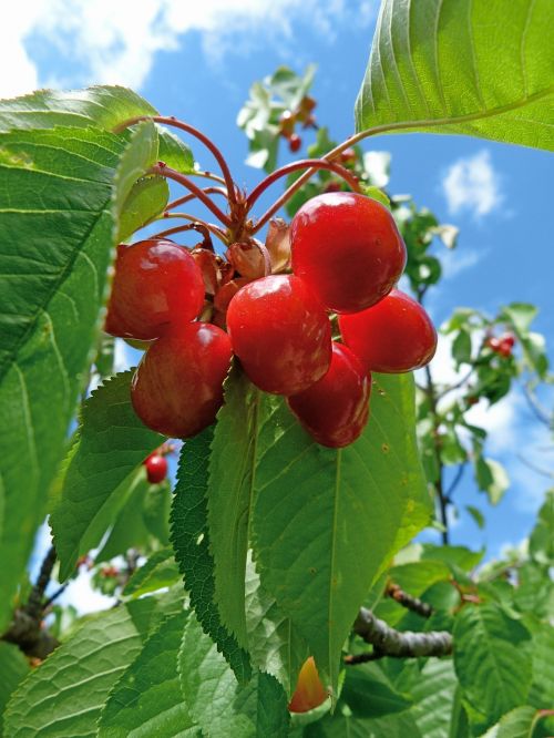 fruit cherries garden