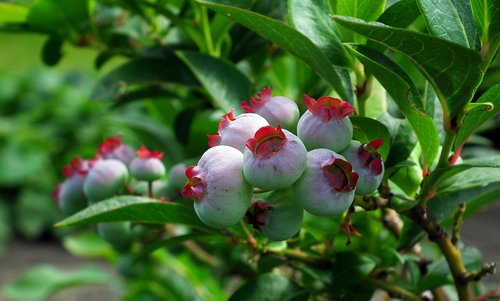 fruit  bilberry american  nature