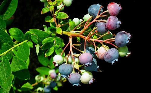 fruit  bilberry american  nature