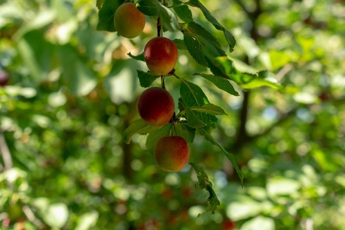 fruit  fresh  plum
