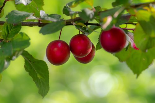 fruit  tree  plum