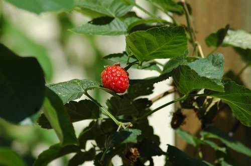 fruit  food  leaf