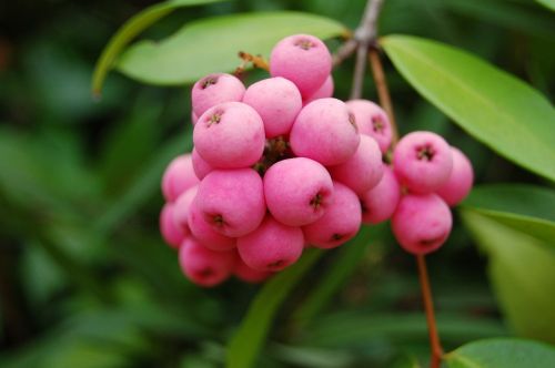 fruit nature berries