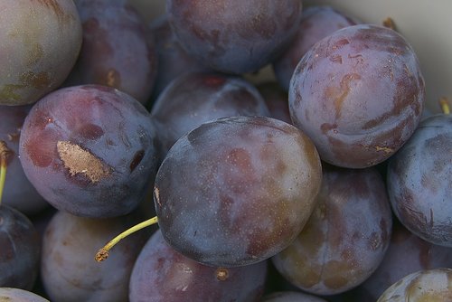 fruit  plum  stone fruit