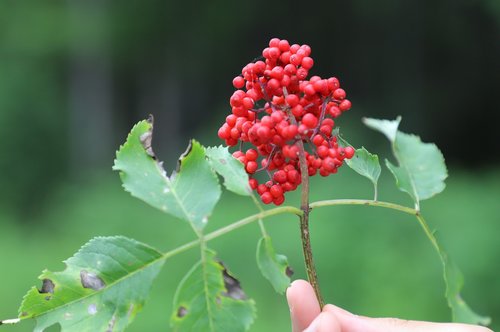 fruit  green  summer