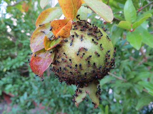fruit  green  ant