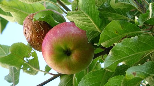 fruit  apple  food