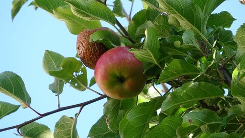 fruit  apple  red